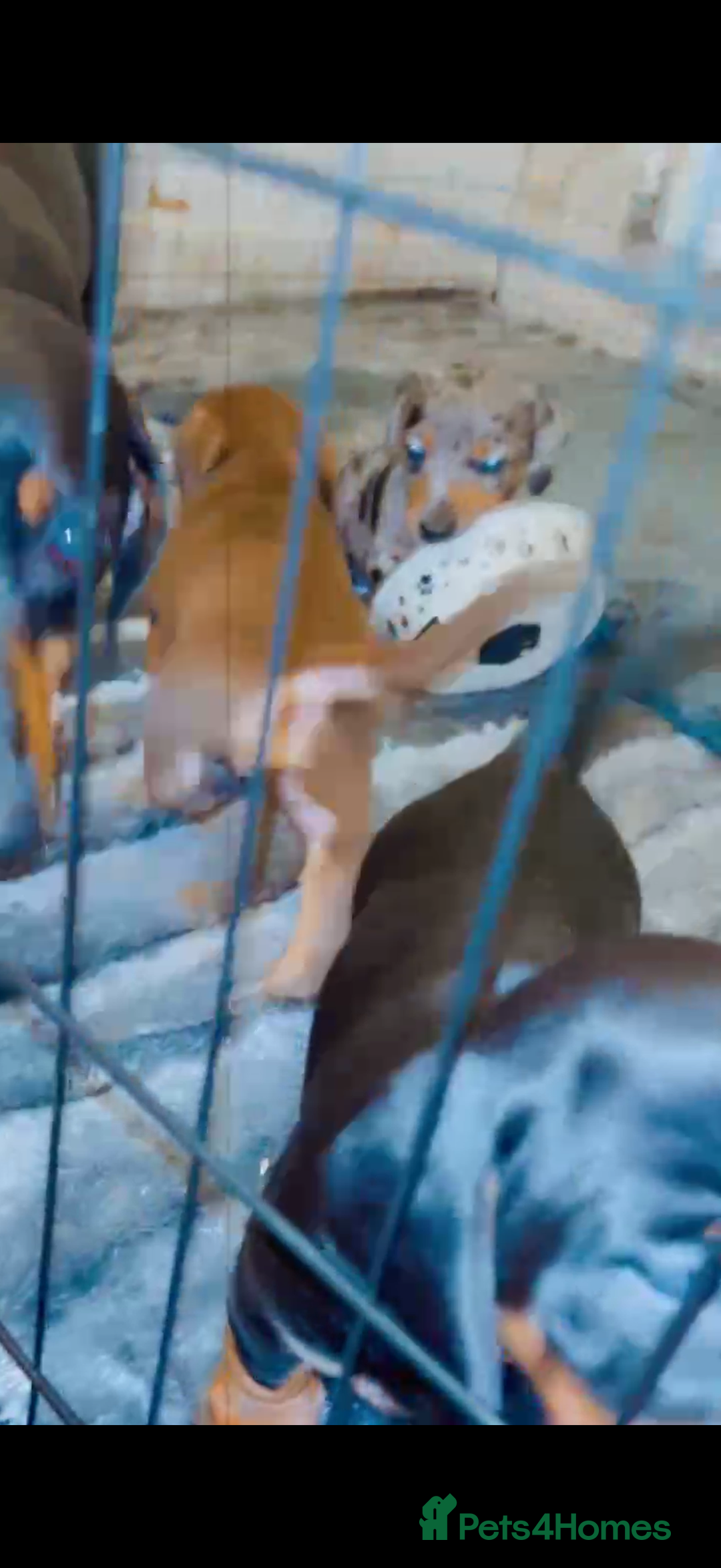 Dachshund dogs for sale: Dachshund  - Advert 7