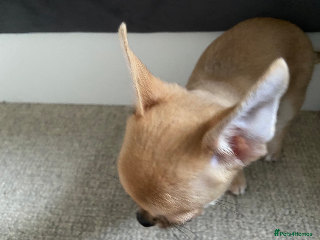 Chihuahua dogs for adoption: Adorable and cute Chihuahua Boy 12 wks - Advert 6