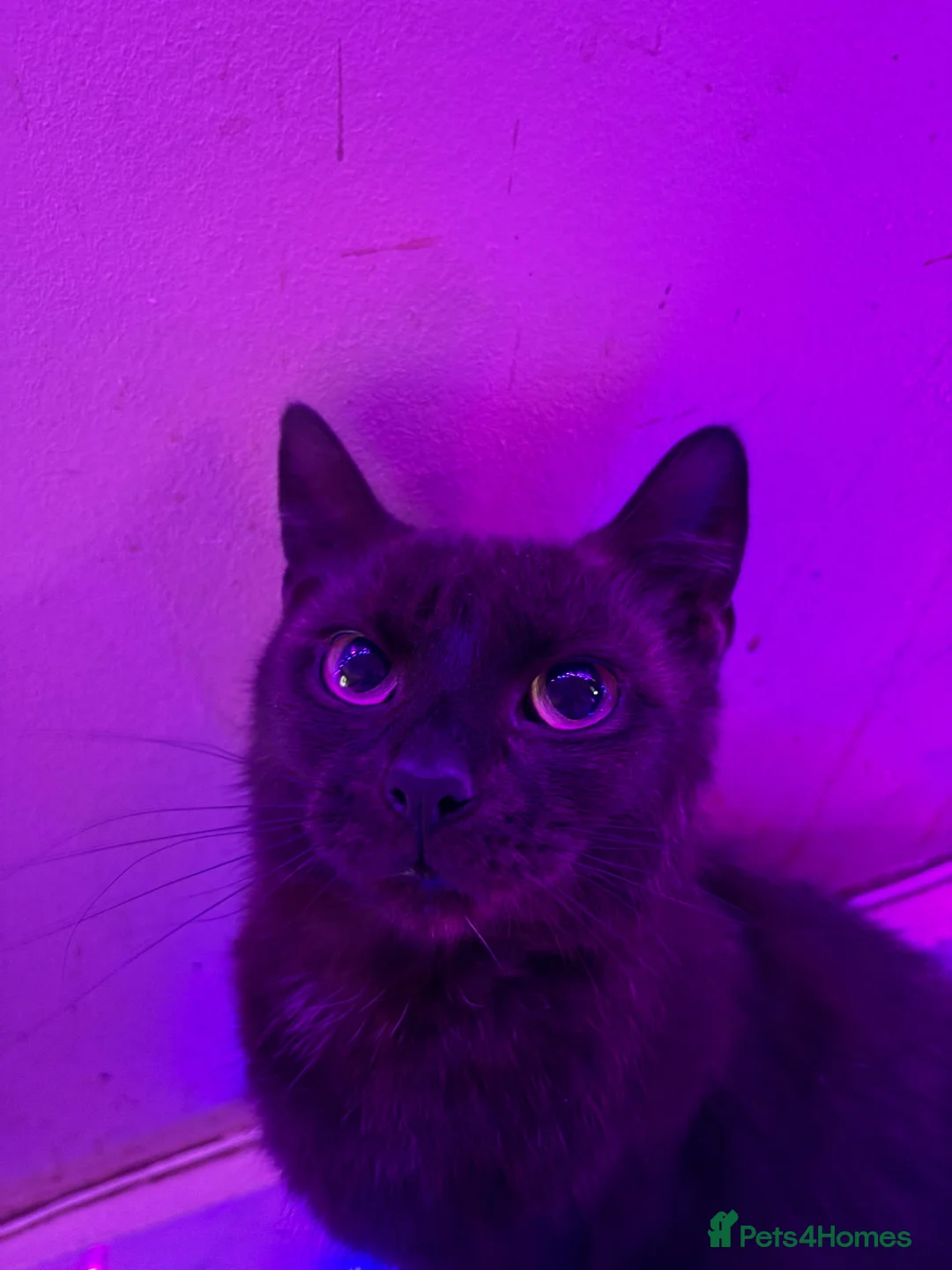 Mixed Breed cats for sale: Mixed kittens for sale  - Advert 1