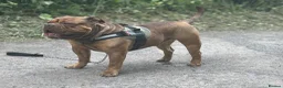 Olde English Bulldogge dogs for stud: Bigdawg “Ch Duke “ ⭐️For Stud⭐️ - Advert 6