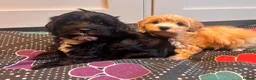 Maltipoo dogs for sale: ✨Extensively health tested pups ✨  - Advert 4