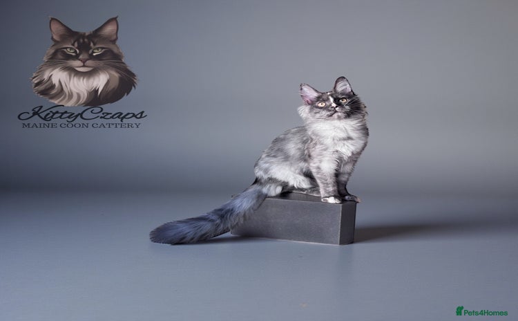 Maine Coon cats 🌟🌟 The last unique girl🩷 Maine Coon  🌟🌟 - Advert 8