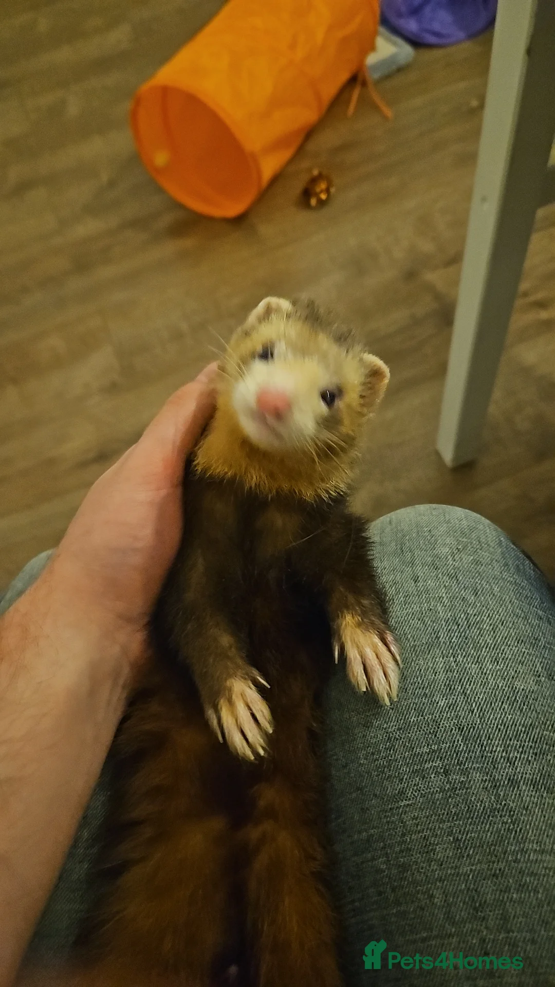 Ferret rodents for sale: Ferret for a Good Home in Deeside - Advert 7