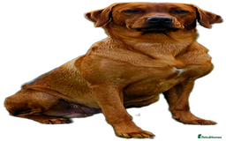 Labrador Retriever dogs for stud: Dark Fox Red Labrador Stud Dog - Image 2