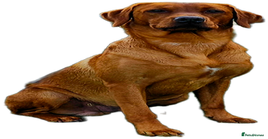 Labrador Retriever dogs - Advert 3