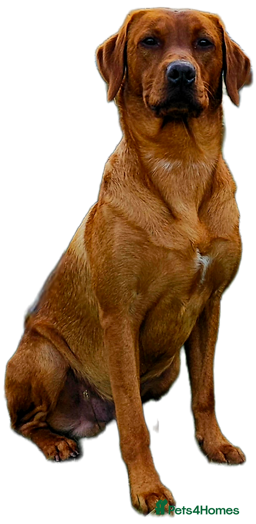 Labrador Retriever dogs for stud: Dark Fox Red Labrador Stud Dog - Image 2
