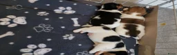 Jack Russell dogs for sale: Beautiful jack Russell puppies  in Bridgwater - Advert 14