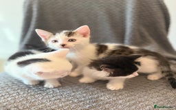 Mixed Breed cats for sale: very friendly kittens looking for a new home - Image 10