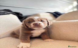 Olde English Bulldogge dogs for sale: READY NOW ✨ FLUFFY OLDE ENGLISH BULLDOGS  - Image 11