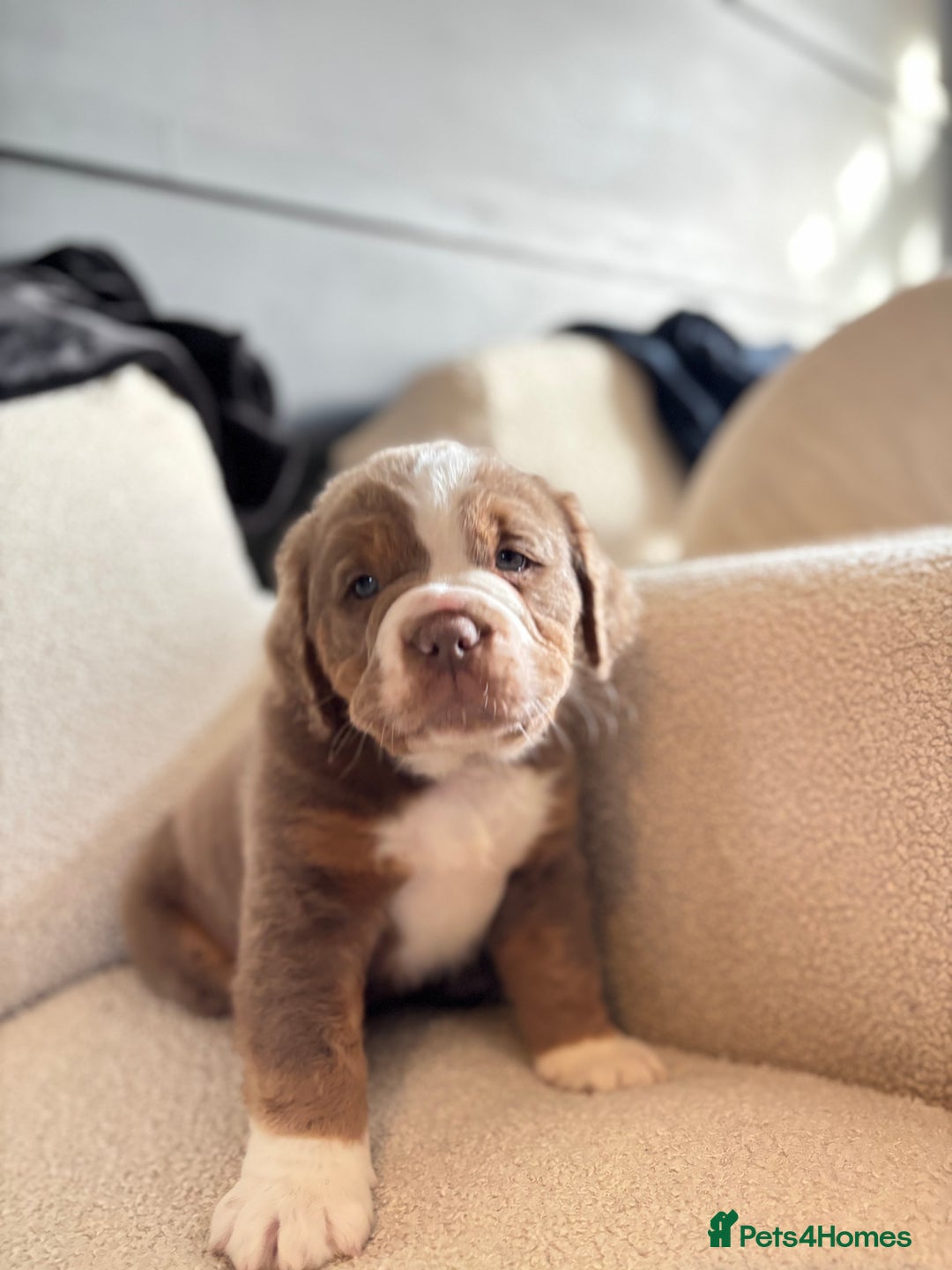 Olde English Bulldogge dogs for sale: READY NOW ✨ FLUFFY OLDE ENGLISH BULLDOGS  - Image 11