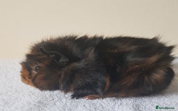 Guinea Pig rodents for sale: Baby Purebred Abyssinian Sow Guinea Pig - Advert 1