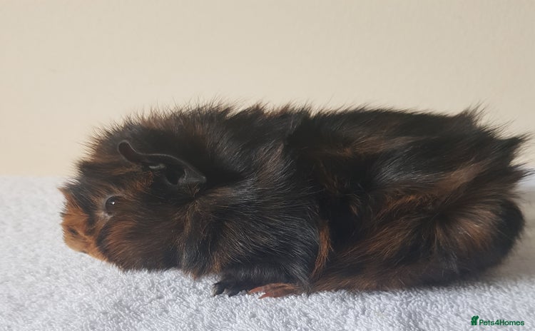 Guinea Pig rodents Baby Purebred Abyssinian Sow Guinea Pig - Advert 3