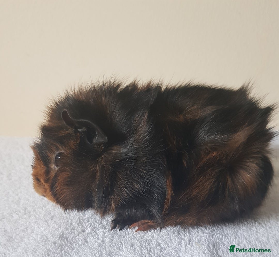 Guinea Pig rodents for sale: Baby Purebred Abyssinian Sow Guinea Pig - Advert 1