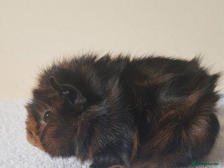 Guinea Pig rodents Baby Purebred Abyssinian Sow Guinea Pig - Advert 5