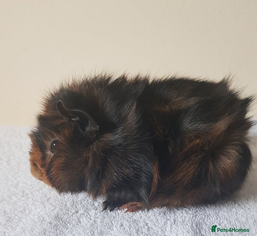 Guinea Pig rodents Baby Purebred Abyssinian Sow Guinea Pig - Advert 1