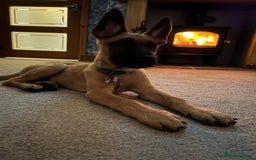Belgian Shepherd Dog dogs for sale: 14 week old Belgium Malinois x Dutch Herder  - Image 2