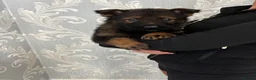 German Shepherd dogs for sale: KC Czech working line German shepherd puppies  - Advert 32