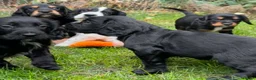 Cocker Spaniel dogs for sale: Beautiful Cocker spaniel puppies  - Advert 6