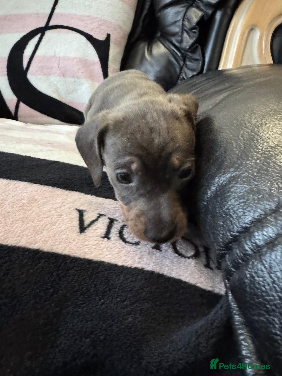 Miniature Dachshund dogs for sale: Miniature dachshund puppies - Advert 13