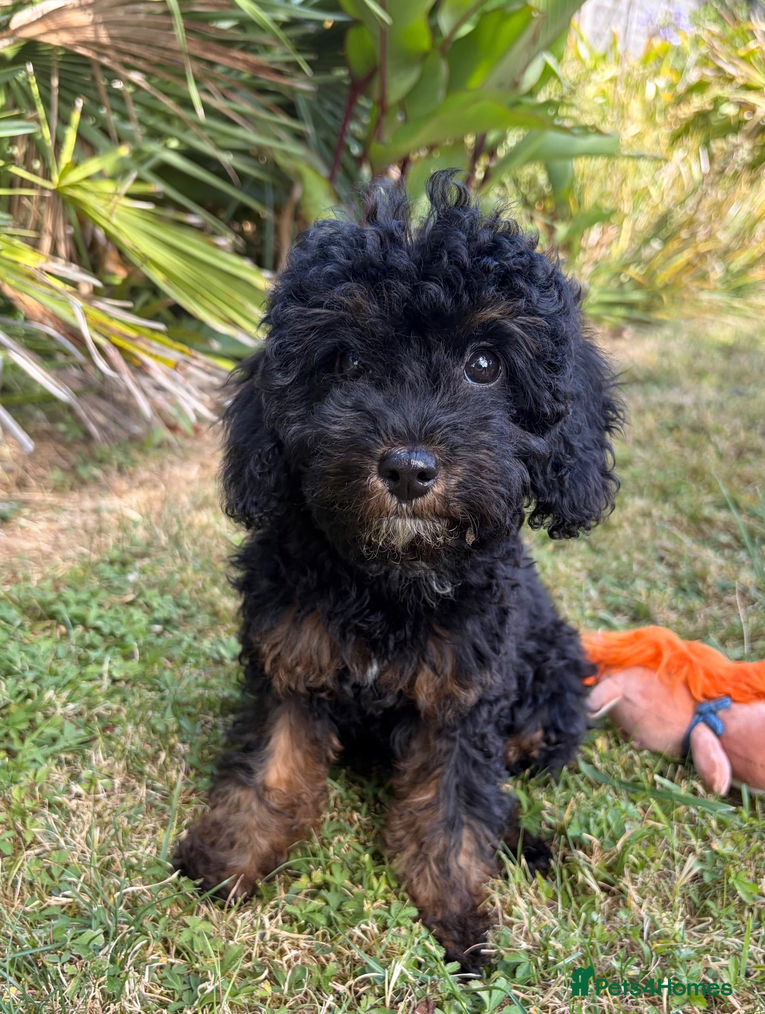 Cockapoo dogs Ready health tested cockapoos Girl puppy - Advert 1