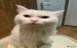 Persian cats for sale: Lovely persian cross male cat for sale - Image 3
