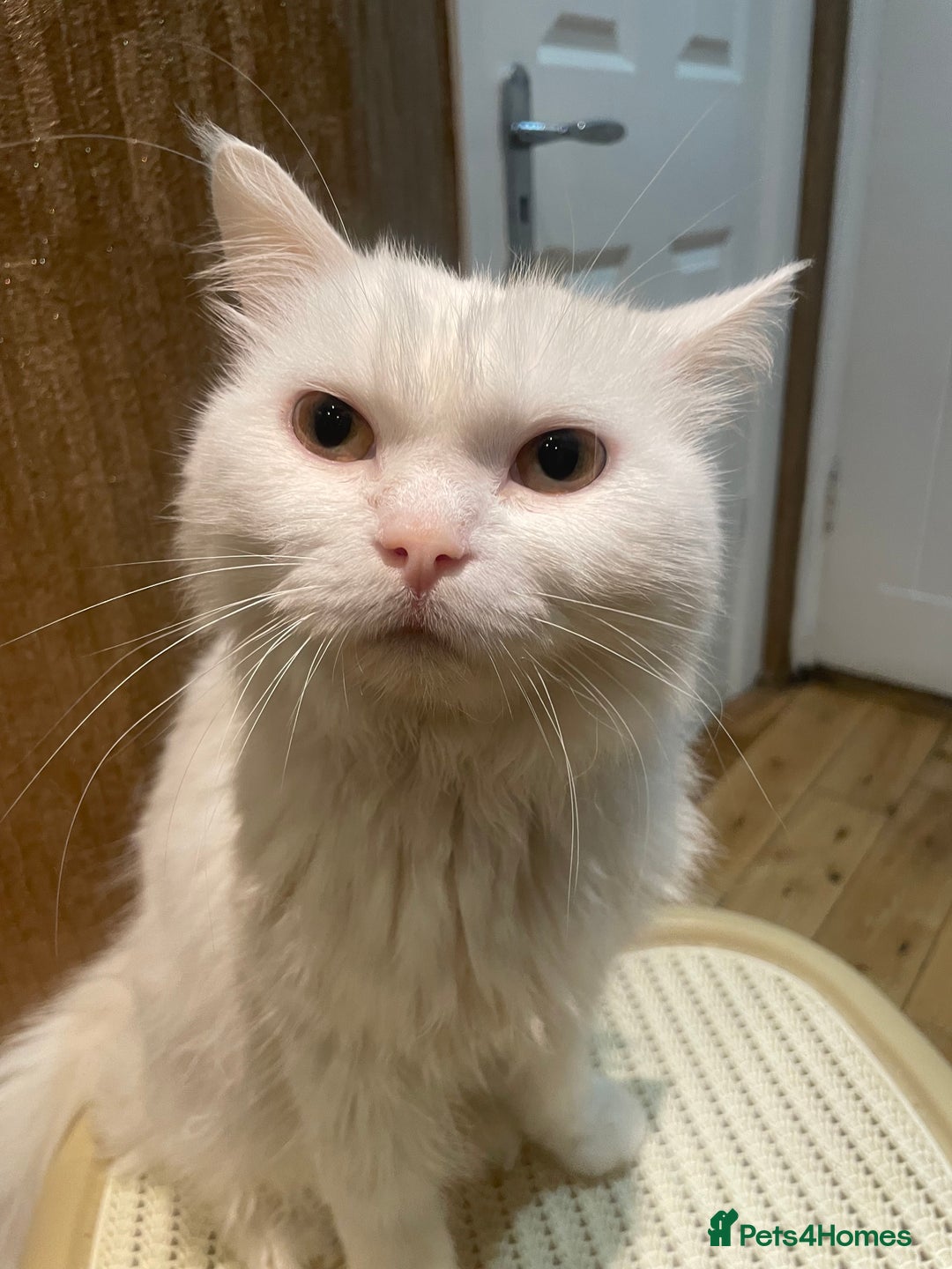 Persian cats for sale: Lovely persian cross male cat for sale - Image 3