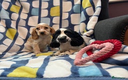 Cocker Spaniel dogs for sale: Stunning show cocker spaniel pups  - Image 16