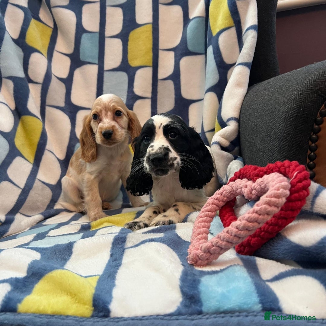 Cocker Spaniel dogs for sale: Stunning show cocker spaniel pups  - Image 16