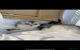 Scottish Fold cats for sale: Scottish Fold Kittens Variety of Colours - Image 9