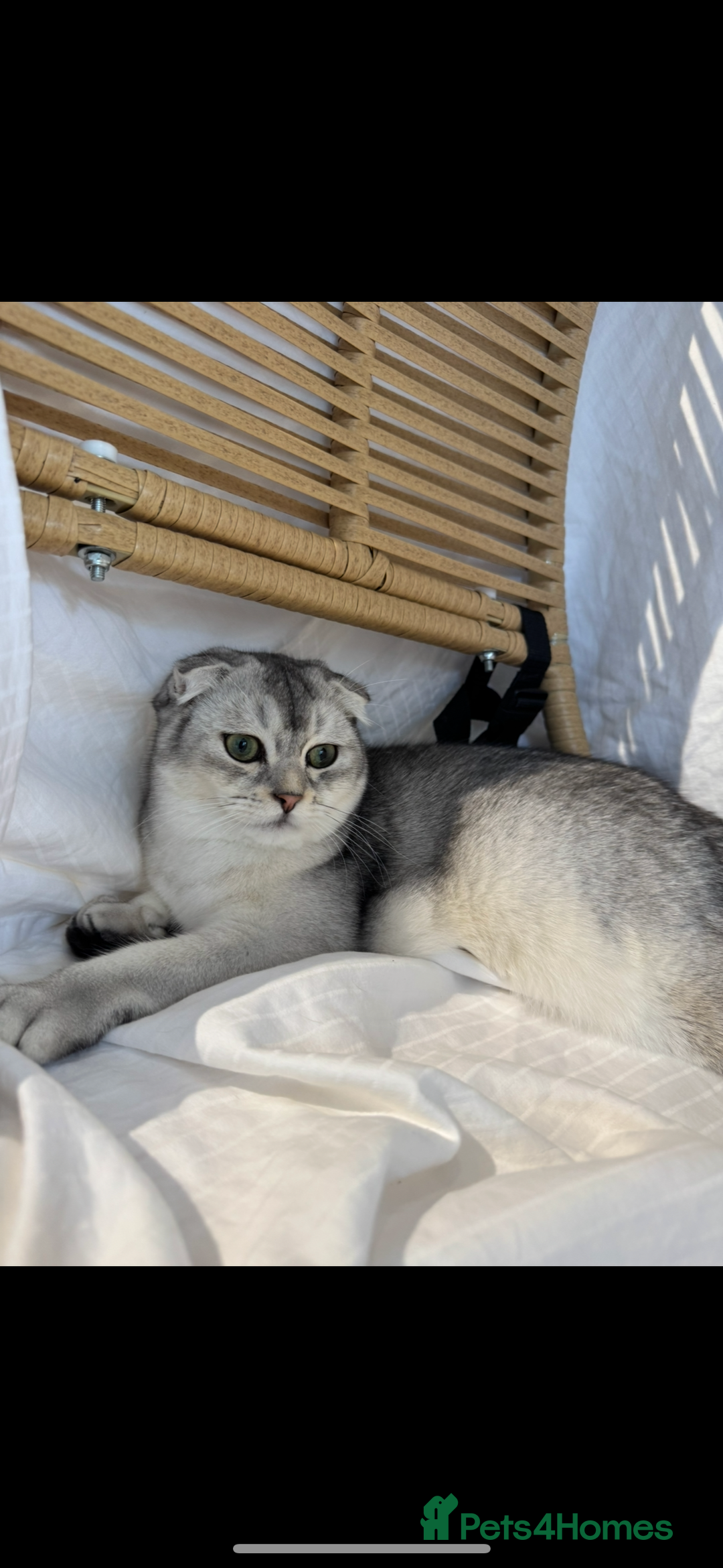 Scottish Fold cats for sale: Scottish Fold Kittens Variety of Colours - Image 9