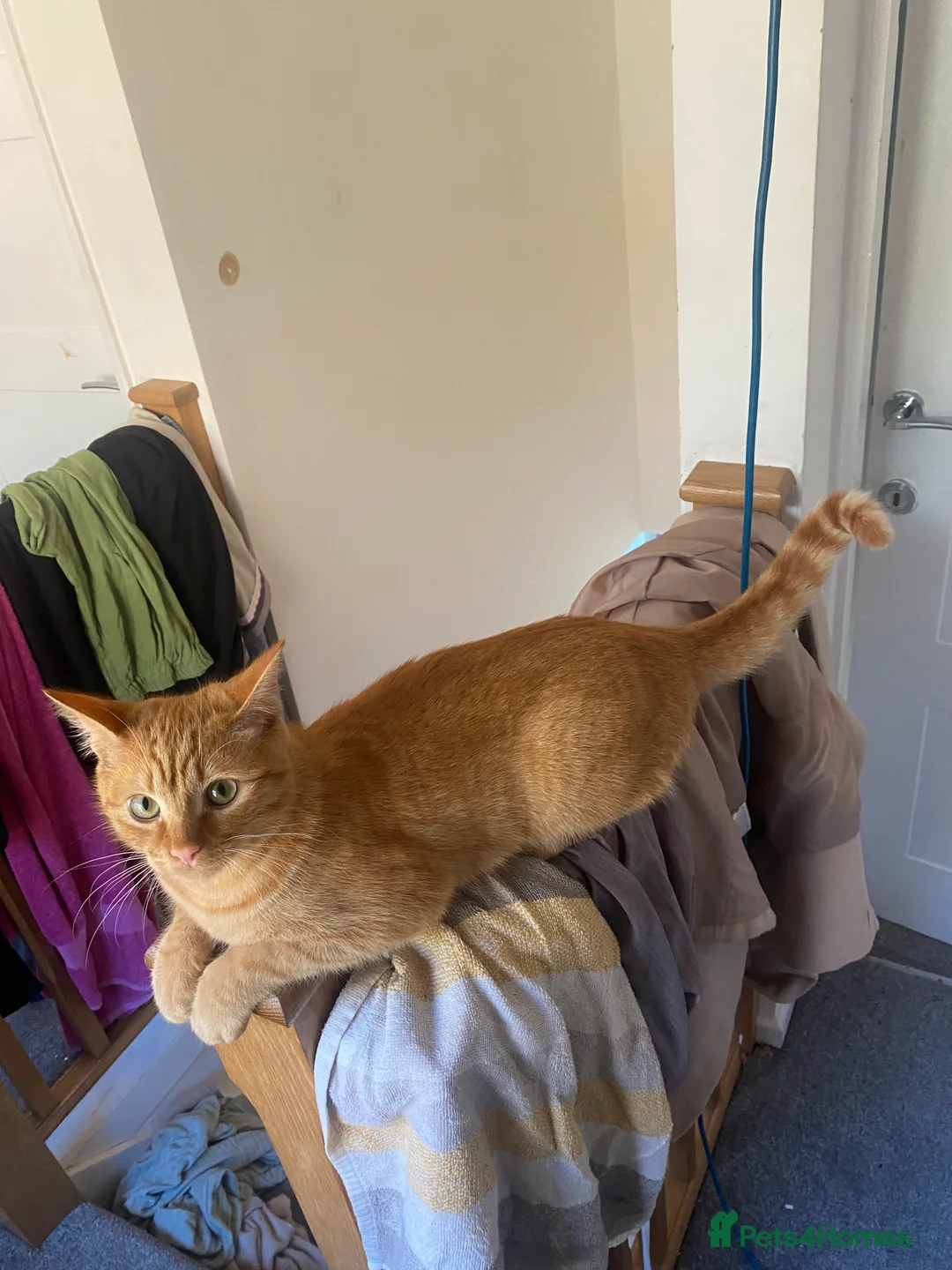 Mixed Breed cats for sale: 7 months microchipped male ginger mixed kitten - Advert 9