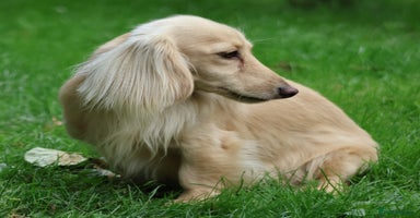 Miniature Dachshund dogs - Advert 11