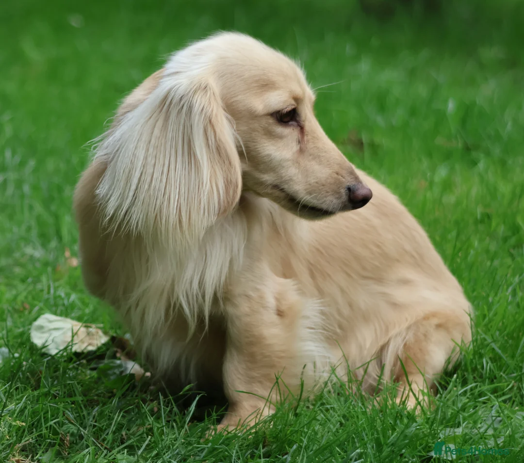 Miniature Dachshund dogs for stud: Long Haired Cream, no dilute, Pra Clear, Kc Regg - Advert 5