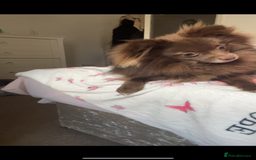Pomeranian dogs for sale: Chocolate Pomeranian  - Image 7