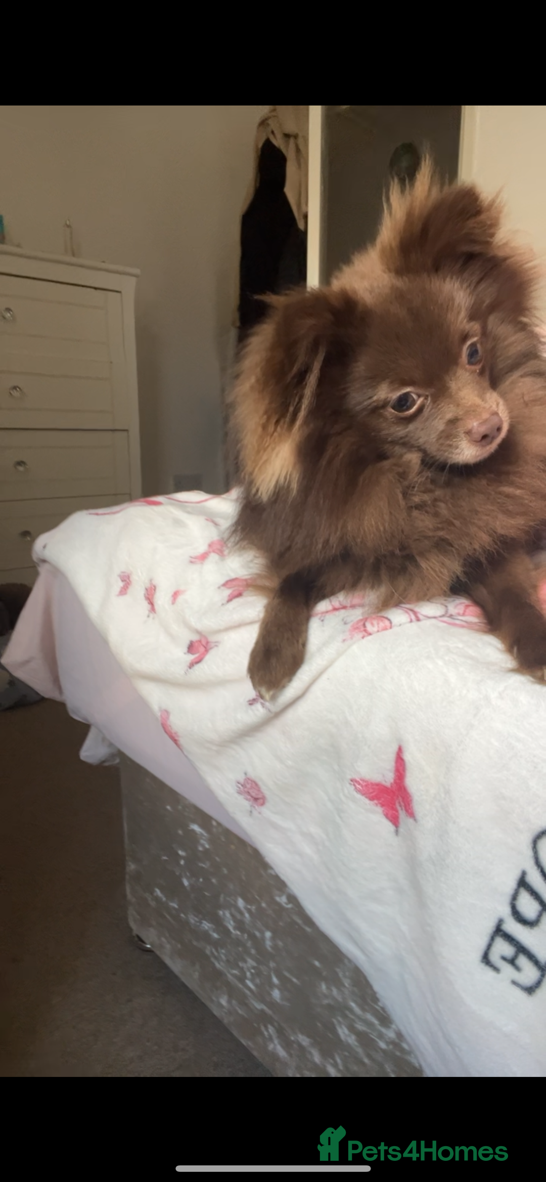 Pomeranian dogs for sale: Chocolate Pomeranian  - Image 7