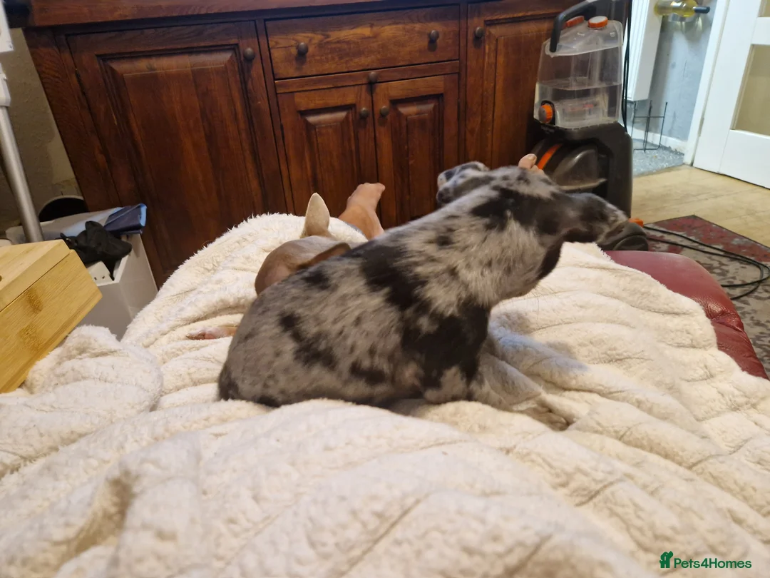 Chihuahua dogs for sale: Chihuahua  - Advert 4