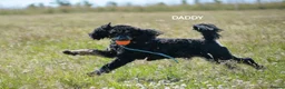 American Cocker Spaniel dogs for sale: ADORABLE YANKEE DOODLES  in Lauder - Advert 22