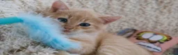 Siberian cats for sale: Beautiful Siberian Kittens-3 Boys-Hypoallergenic - Advert 7