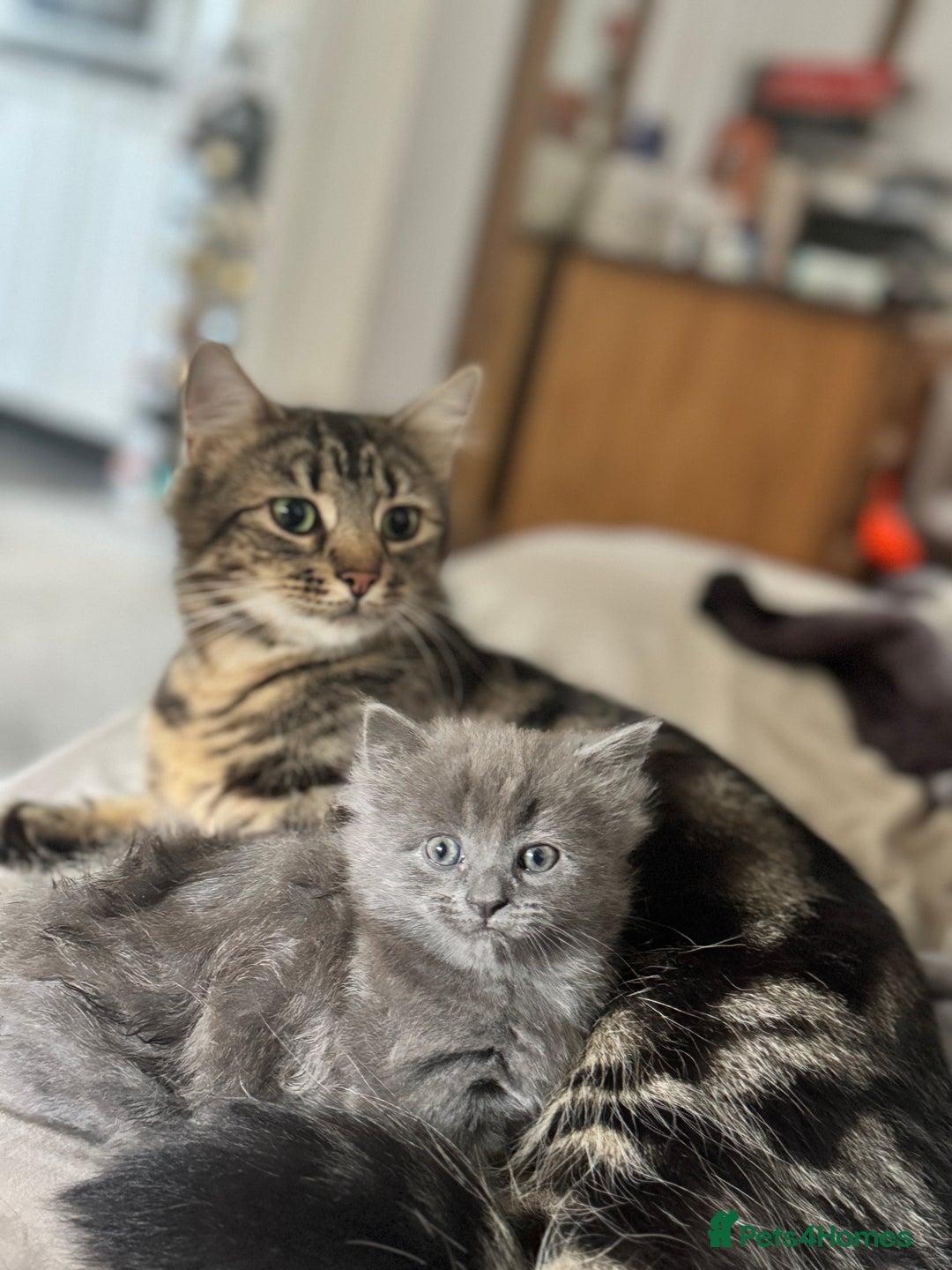 Maine Coon cats for sale: Gorgeous blue female Mainecoon  - Image 12
