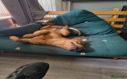 Mixed Breed dogs for sale: Bear the big cuddly goof - Advert 9