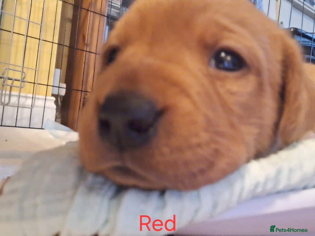 Labrador Retriever dogs for sale: Fox Red Labrador pups - Advert 17
