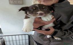 Border Collie dogs for sale: 6th Generation pedigree border collies  - Image 5