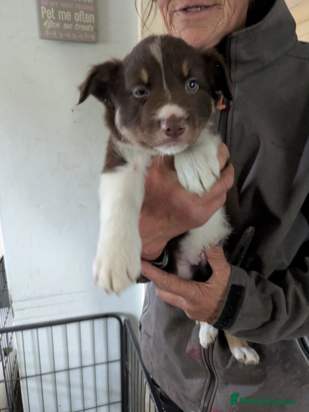 Border Collie dogs for sale: 6th Generation pedigree border collies  - Image 5