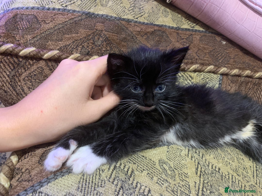 Mixed Breed cats for sale: Sweet Kittens Looking for Loving Homes - Advert 15