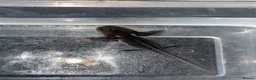 Axolotl reptiles for sale: Axolotl juveniles  - Advert 9