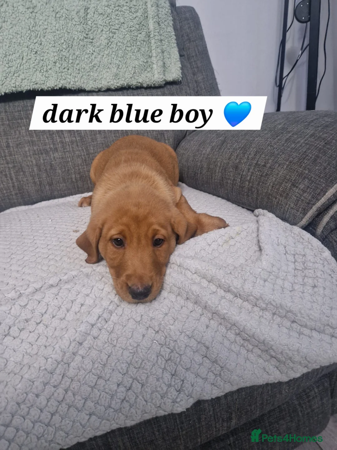 Labrador Retriever dogs for sale: Labradors - Advert 6