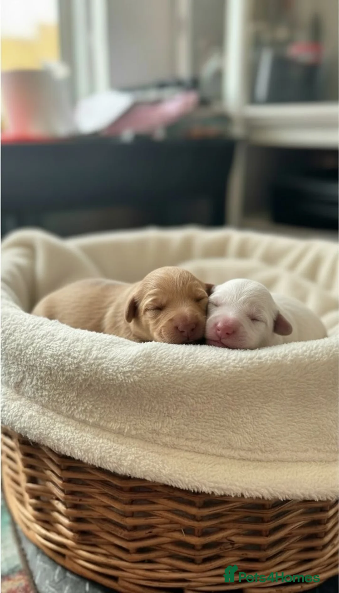 Cockapoo dogs for sale: F1BB Cockapoo Puppies Blue Merle, Apricot & Black - Advert 16