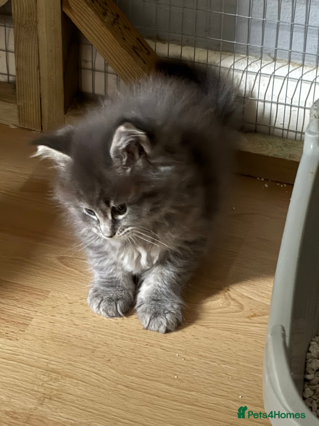 Maine Coon cats for sale: Maine coon kittens - Image 10