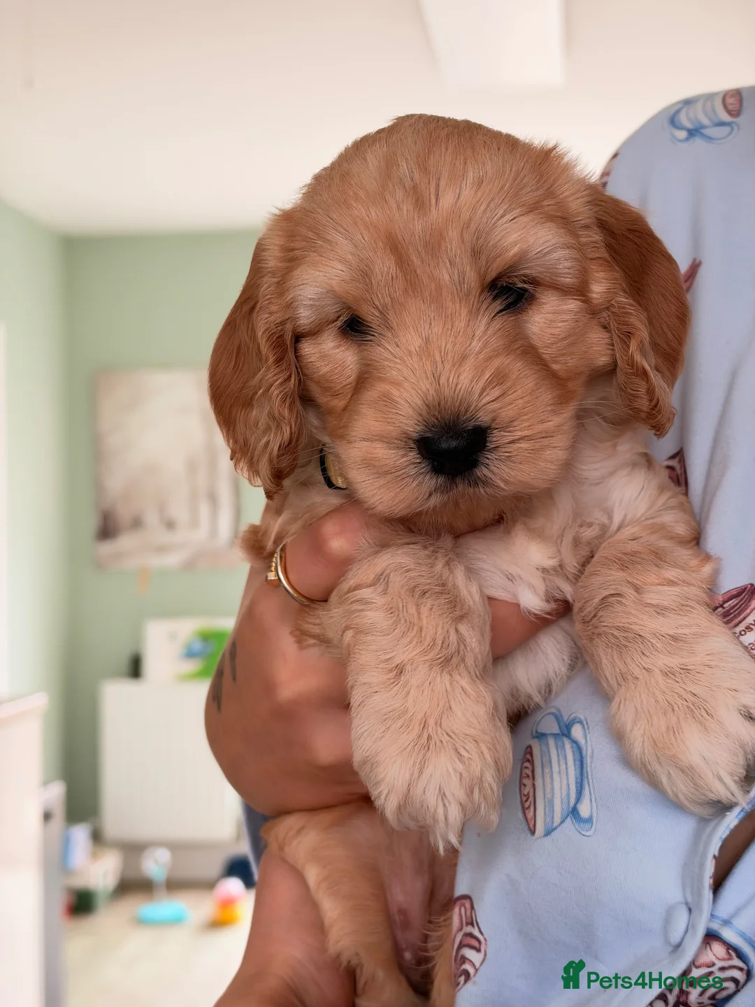Cockapoo dogs for sale: Beautiful Cockapoo Puppies – £1,500 each - Advert 40