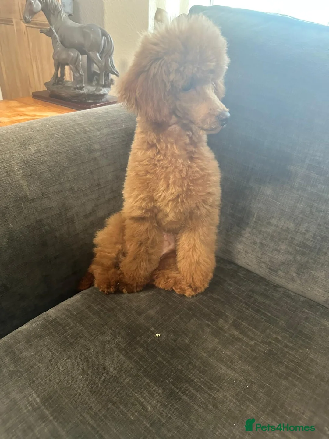 Toy Poodle dogs for sale: Red toy poodle girls  - Advert 1
